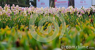 Pink tulip bloom in the spring Stock Photo